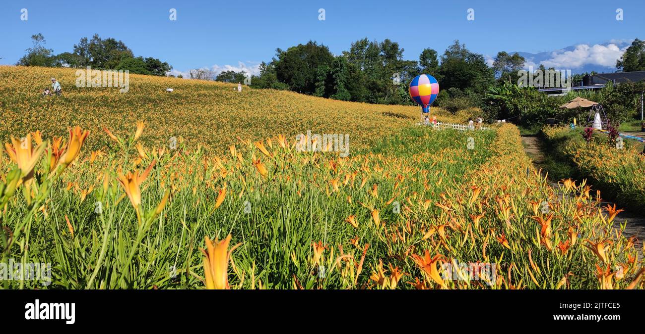 Chike Mountain, Hualien - Aug 29, 2022 : The beautiful daylily flower mountain of eastern Taiwan Stock Photo