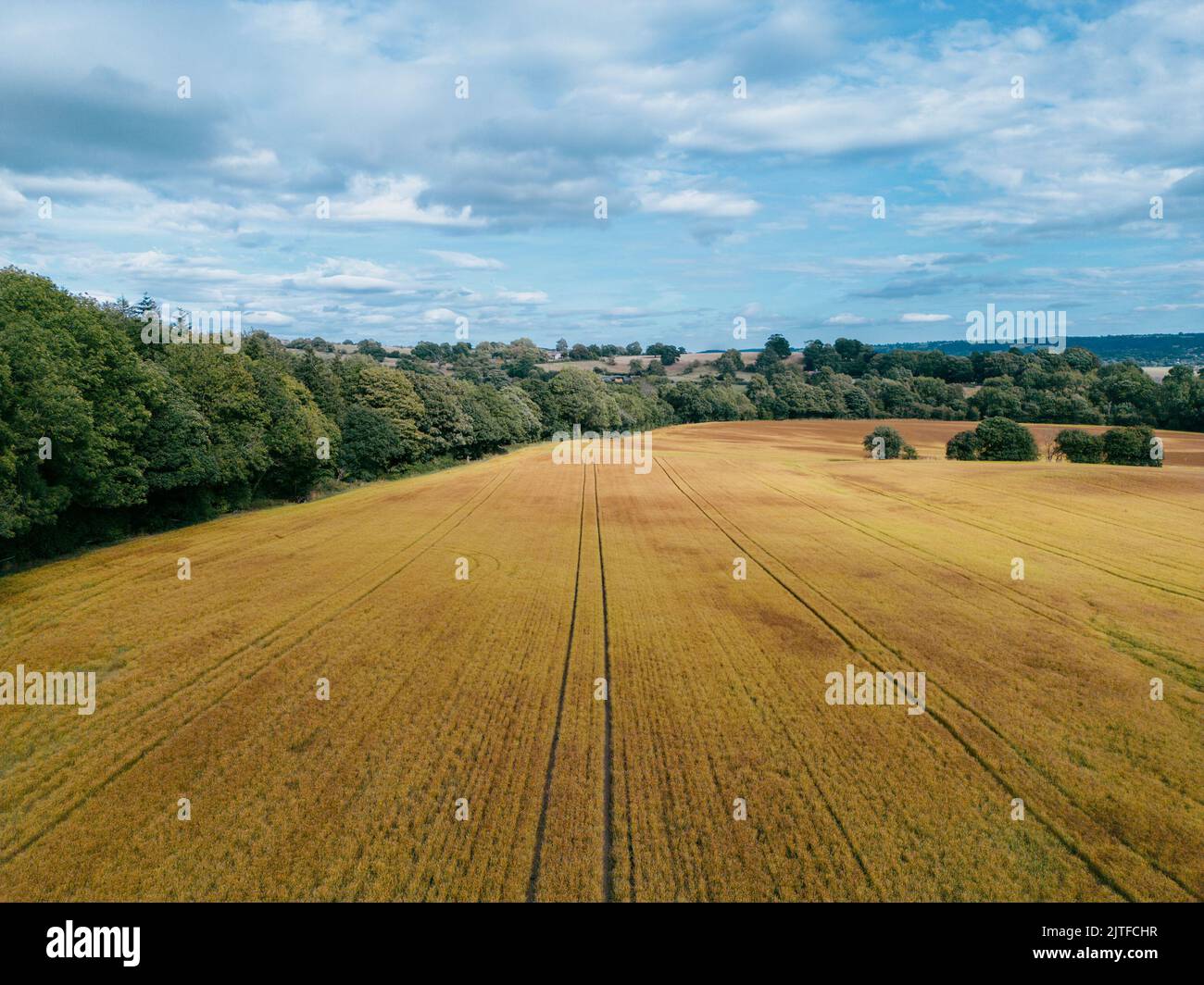 Aerial view of agricultural crop farming. Landscape of wheat field with blue sky. Stock Photo