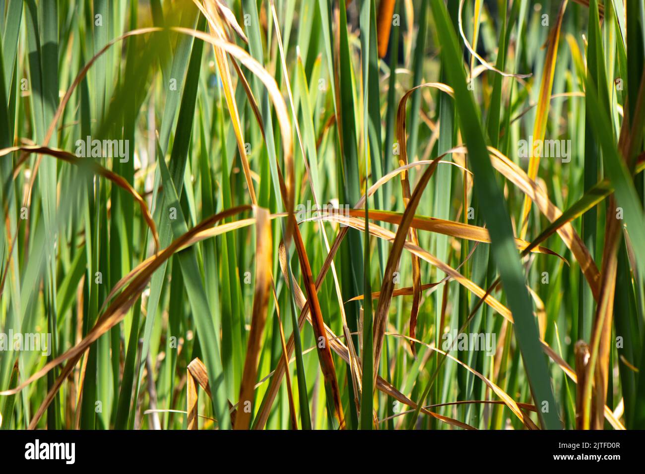 Fields with green and orange grass Stock Photo Alamy