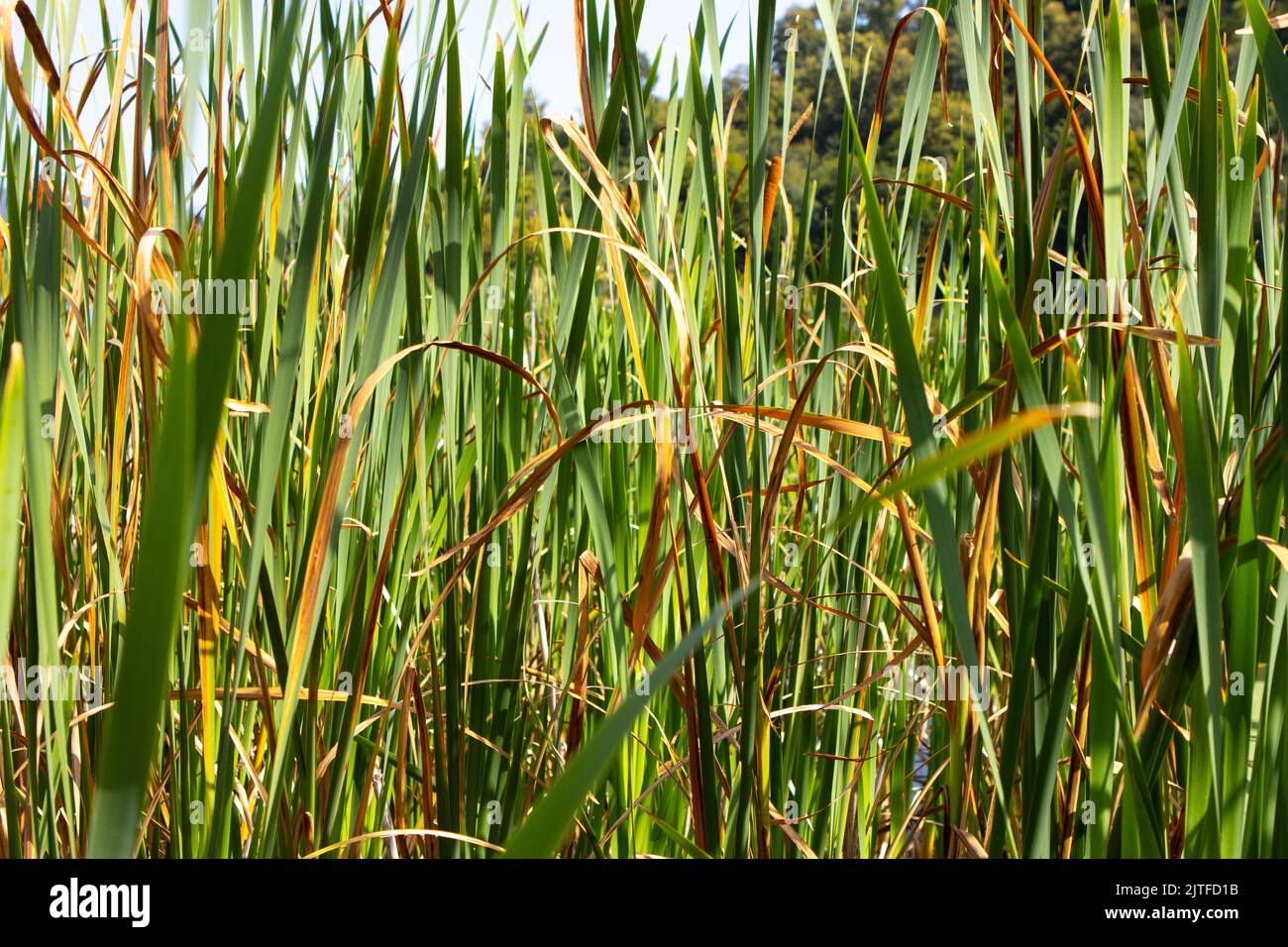 Fields with green and orange grass Stock Photo Alamy