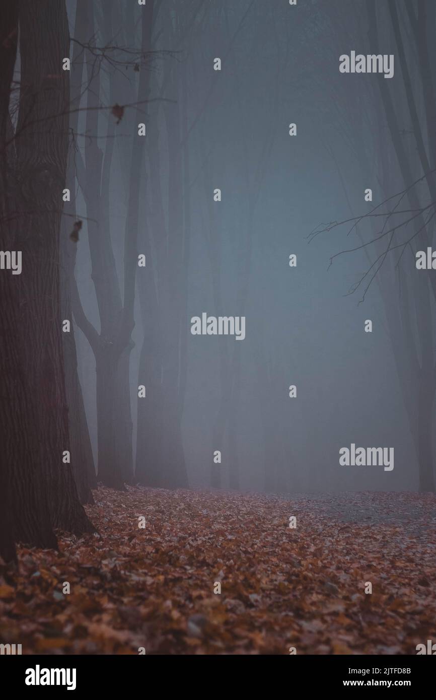A vertical shot of foggy in the forest with aligned trees and autumn ...
