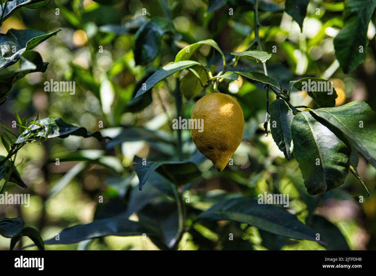 Lemon leaves single fruit hi-res stock photography and images - Alamy