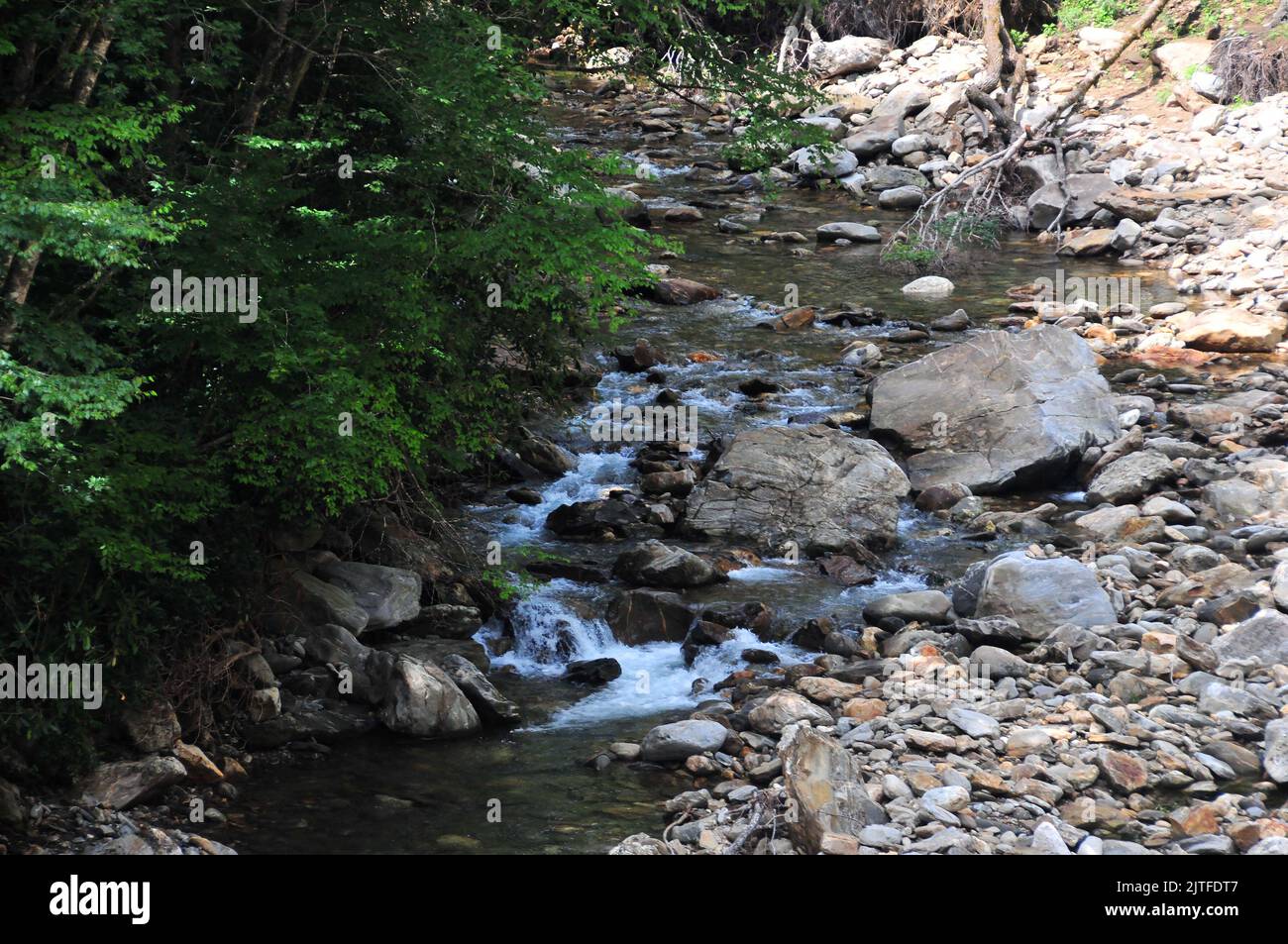 Small creeks in North Carolina's Appalachian Mountains may offer trout