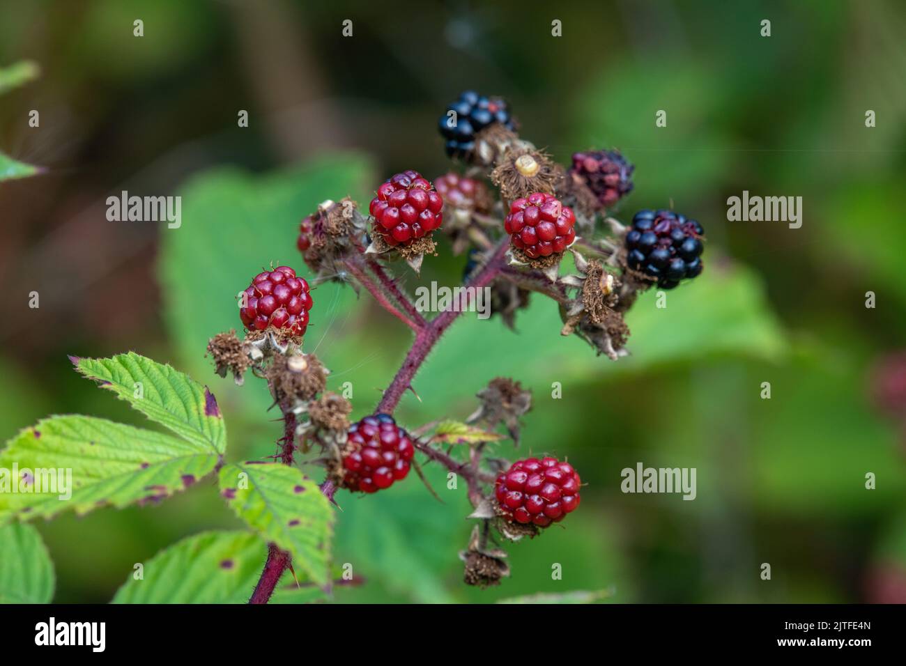 Free Red And Black Bramble Berries Photo — High Res Pictures