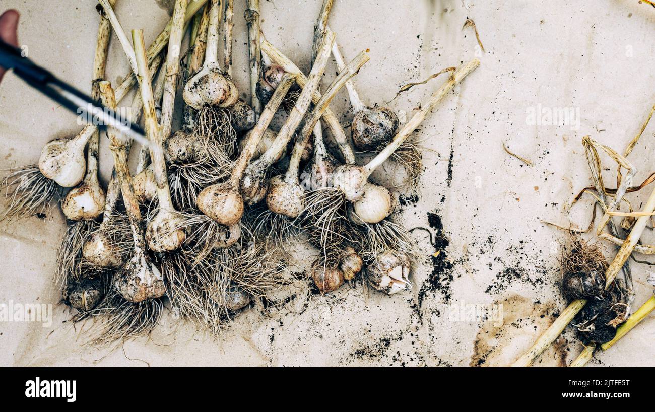 Dried harvested garlic on parchment paper background. Farmer scissors