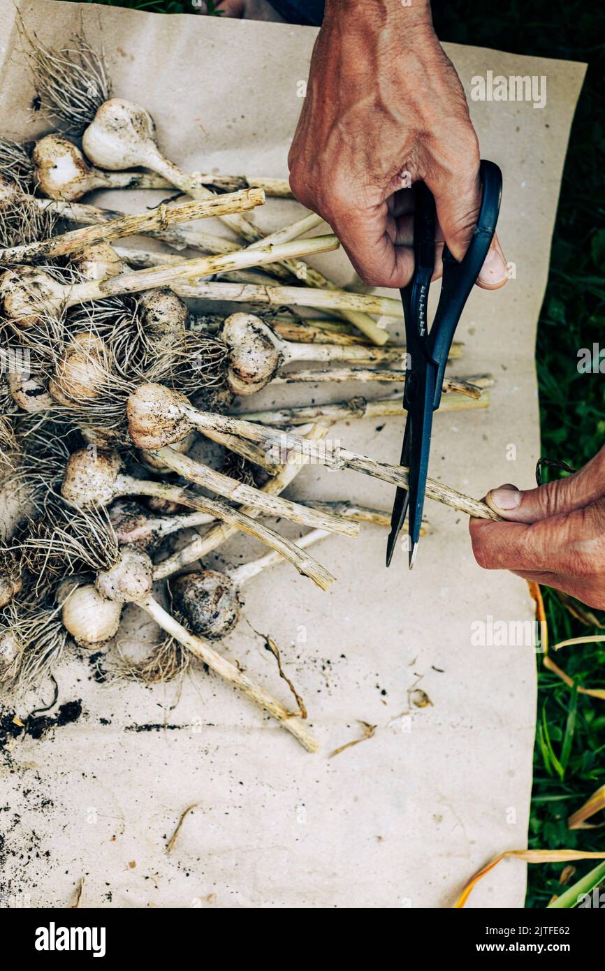 Top view farmer hand cutting garlic branches closeup. Gardener using