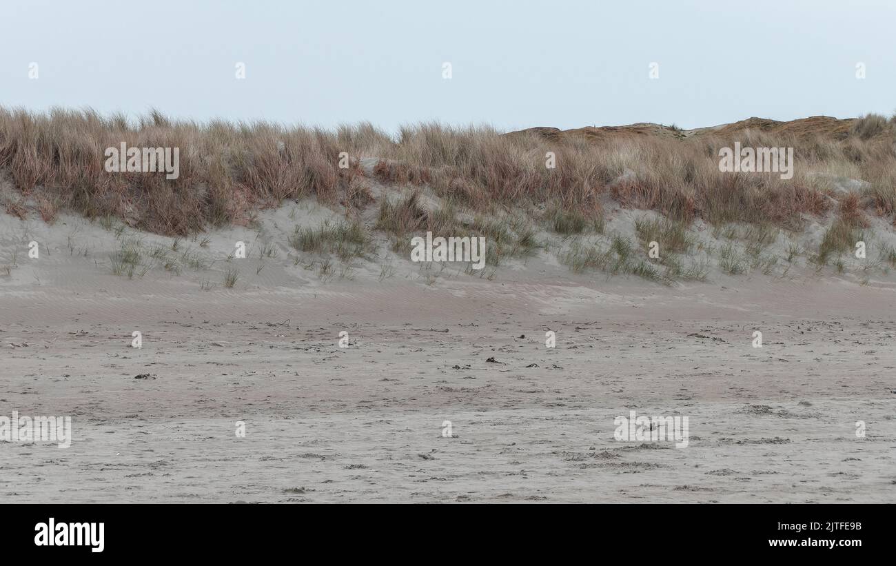 Thickets of dried grasses on the sandy seashore under a cloudy sky. Coastal vegetation, landscape, grass on sand. Stock Photo