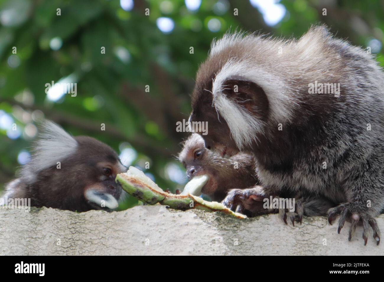 Little monkey native to areas of Atlantic Forest seen over a wall near Maceio, Alagoas, Brazil. Also known as Mico Estrela. Stock Photo