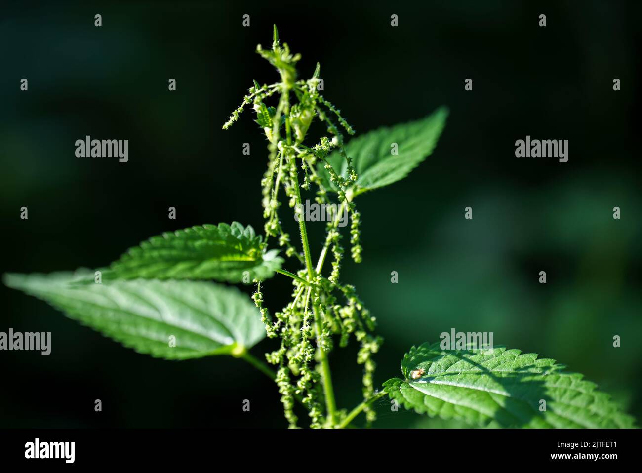 Detail Of Female Flowering Stinging Nettle. Urtica Stock Photo - Alamy