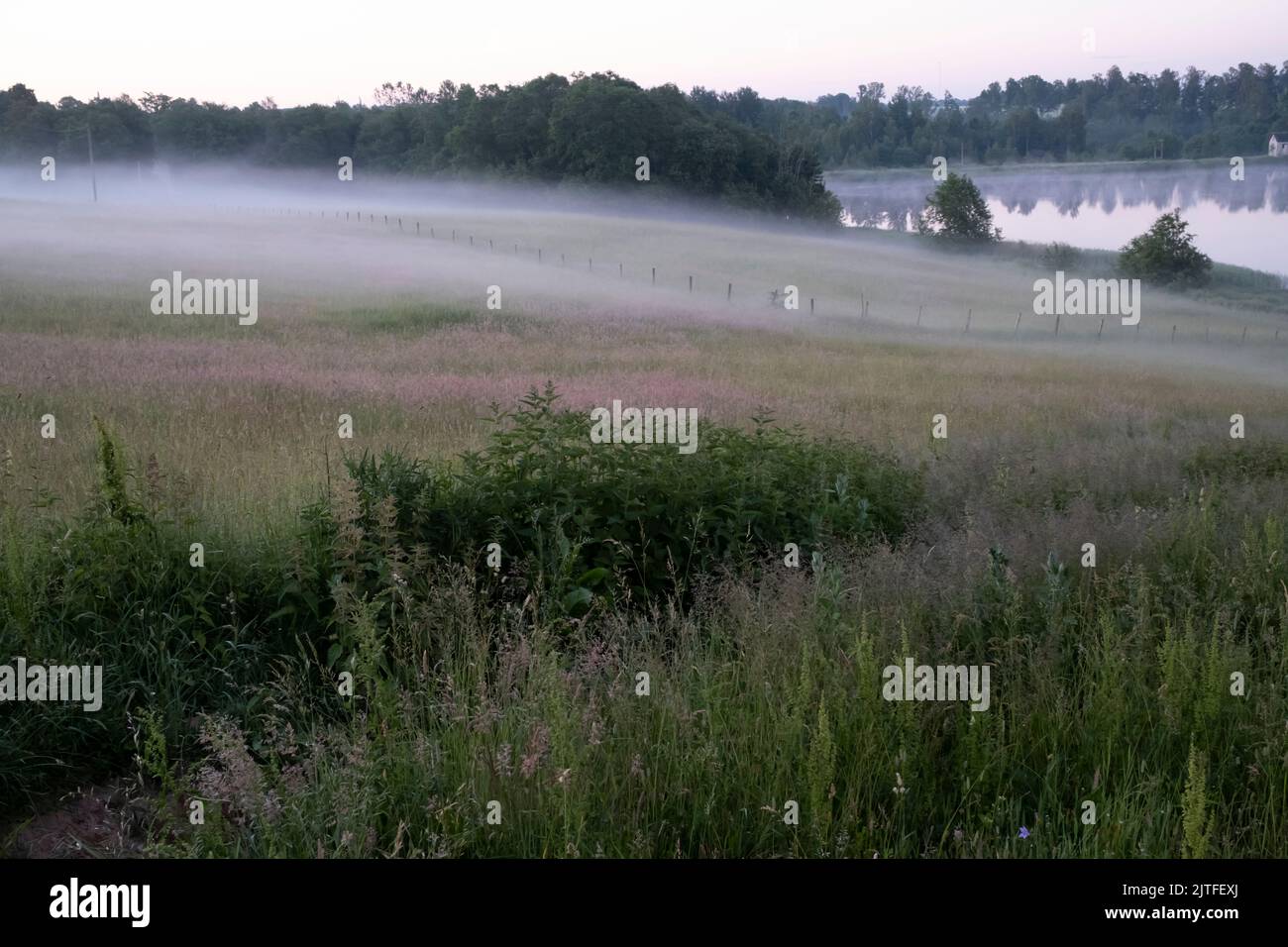 Pasture landscape with fog at dawn, Lenas, Skrunda, Latvia Stock Photo