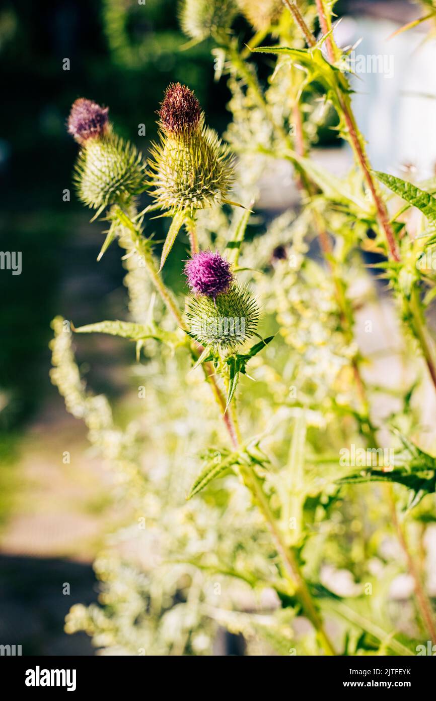 Flowers of prickly tartar in field under sunlight. Blooming pink