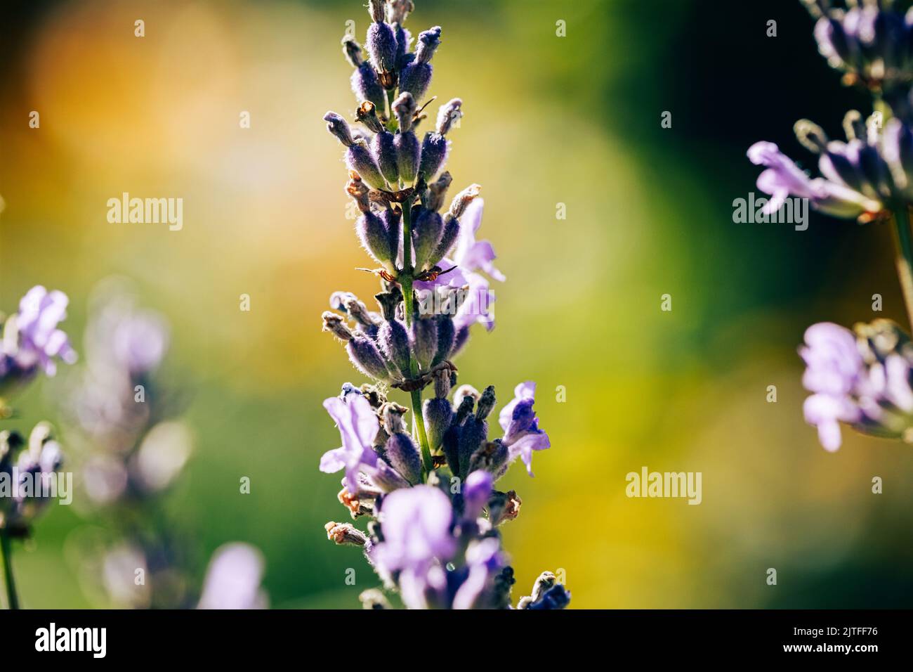 Grass twig with small flowers bloom on stem. Flowers Veronica spiky perennial herbaceous plant, species of genus Veronica, Plantain family. Abstract f Stock Photo
