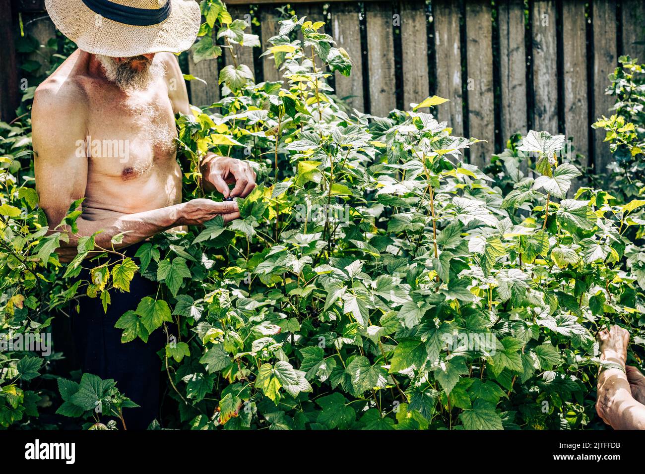 Senior man harvesting currant at summer garden. Mature male gardener picking ripe berries from bush brunch. Elderly pensioner hobbies. Harvesting time Stock Photo