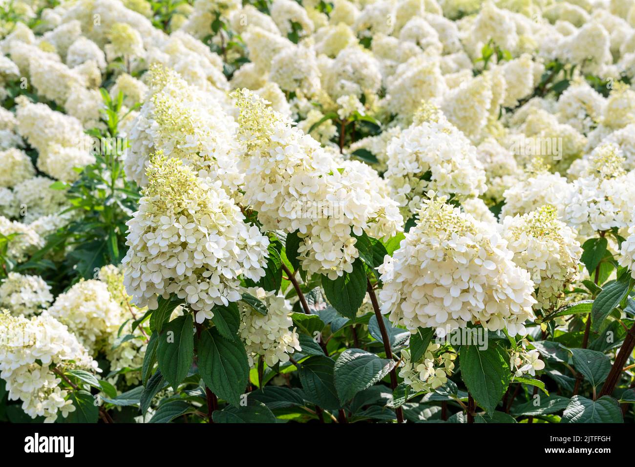 Annabelle Hydrangea white flowers Hydrangea macrophylla blooms close up