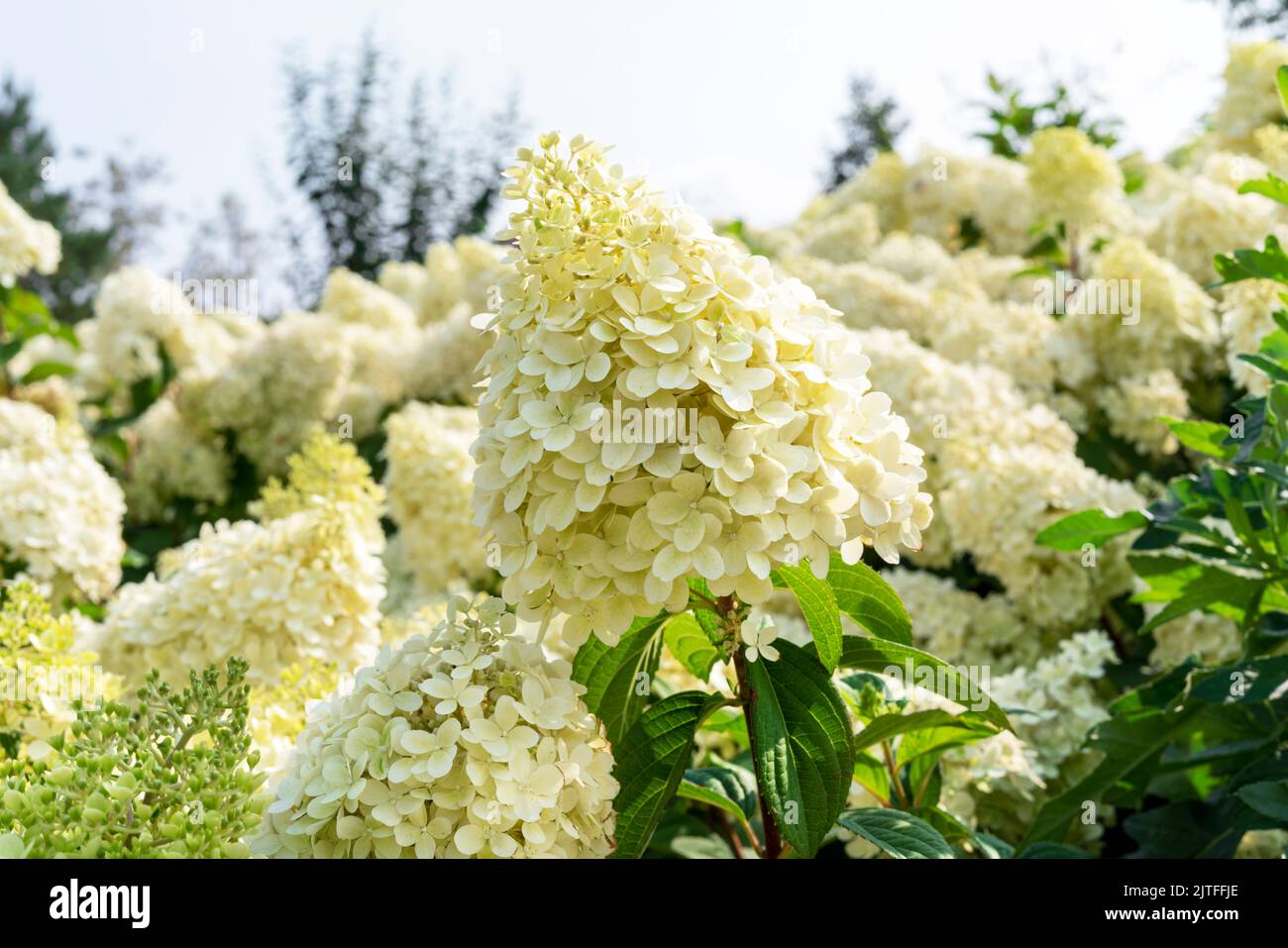 Annabelle Hydrangea white yellow flowers Hydrangea macrophylla blooms