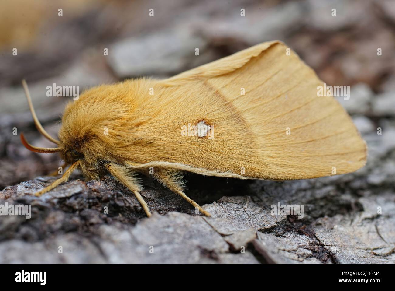 Detailed closeup on the lighbrown Oak Eggar moth, Lasiocampa quercus, sitting on wood in the garden Stock Photo