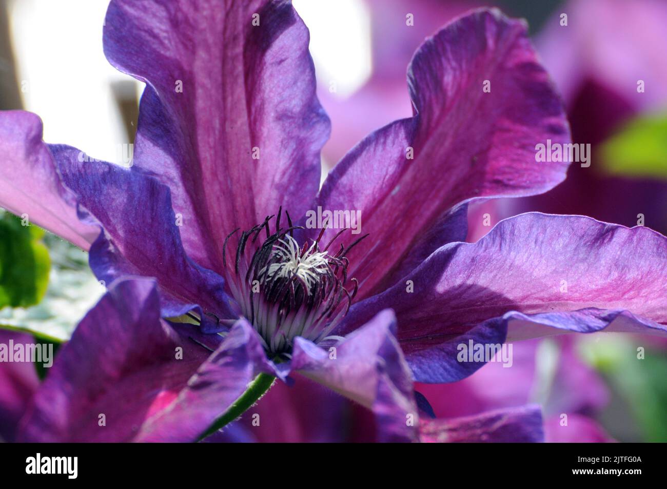 CLEMATIS MIKE WALKER PICTURES, 2010 TELEPHONE 07747012287 E.MAIL