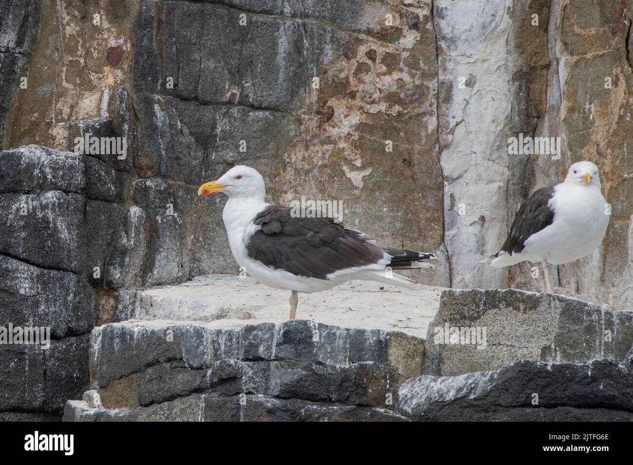 Greater black-backed gull, (Larus marinus), Isle of May National Nature Reserve, Firth of Forth, Scotland, UK Stock Photo