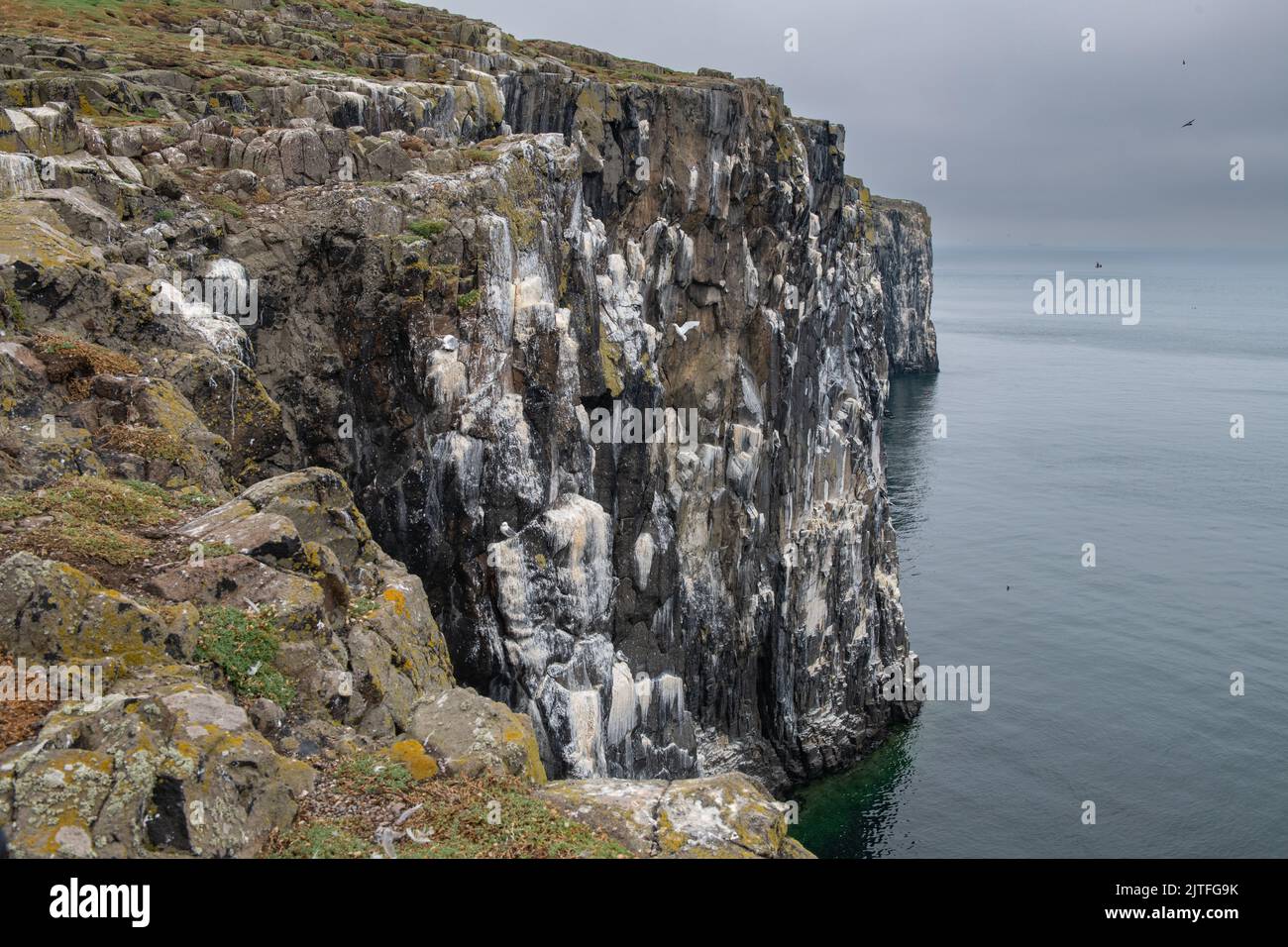 Empty nesting cliffs at Isle of May, Firth of Forth, Scotland, UK Stock Photo