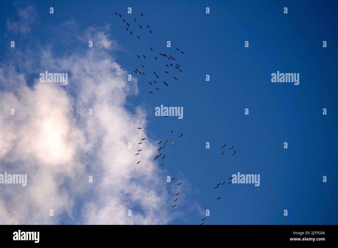 Birds fly in the night sky hi-res stock photography and images - Alamy