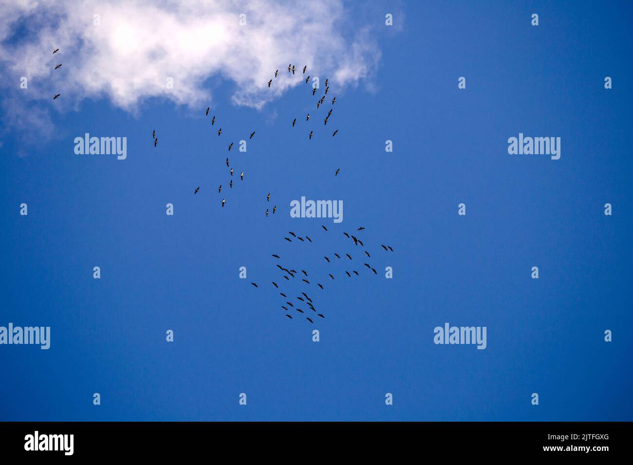 Flocks of cranes in the sky, gathered in flight. Stock Photo
