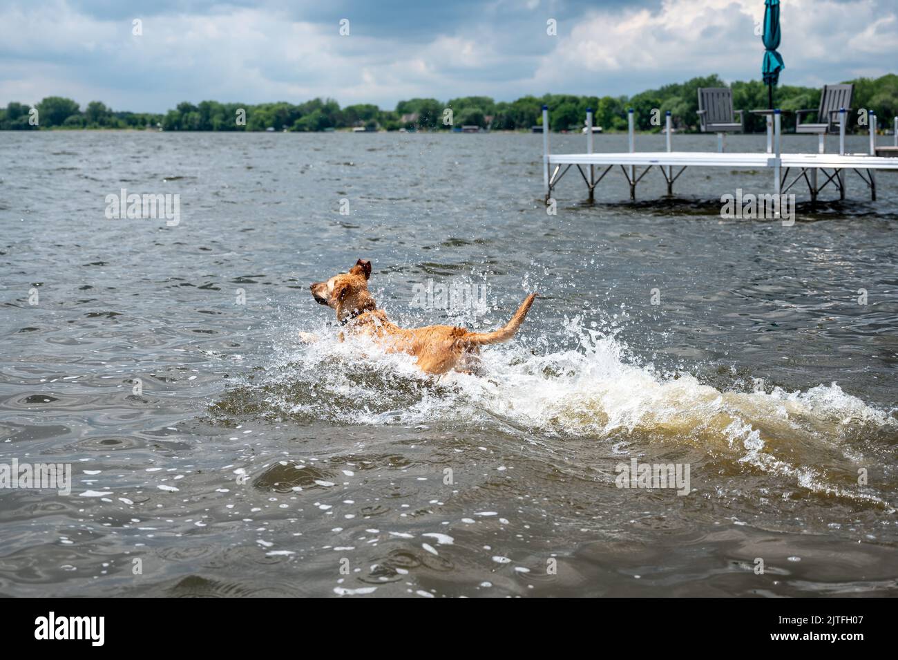 Dog swimming towards a floating toy while playing fetch. Stock Photo