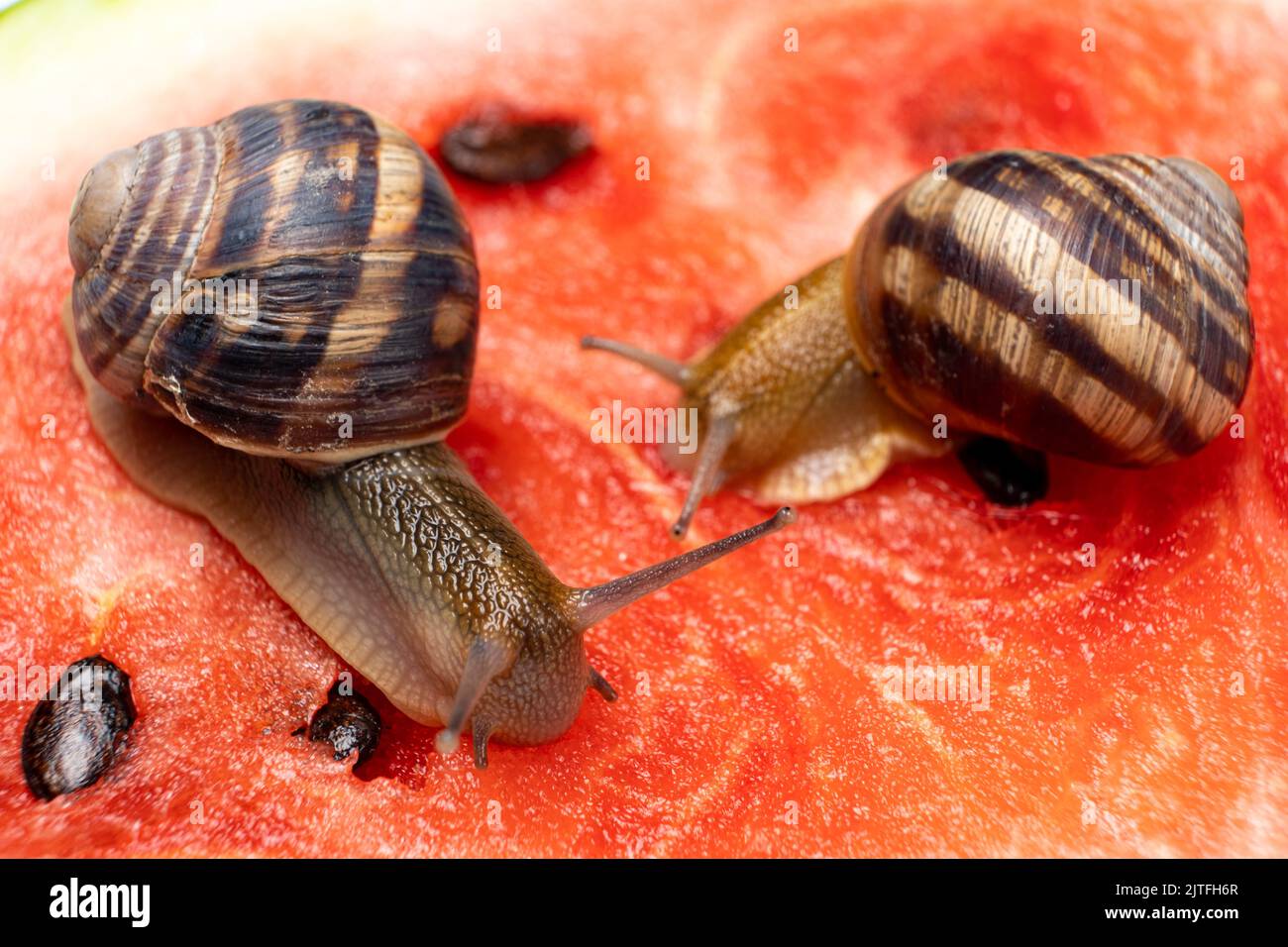 Two large snails sit on a watermelon and eat it. Feeding snails Stock
