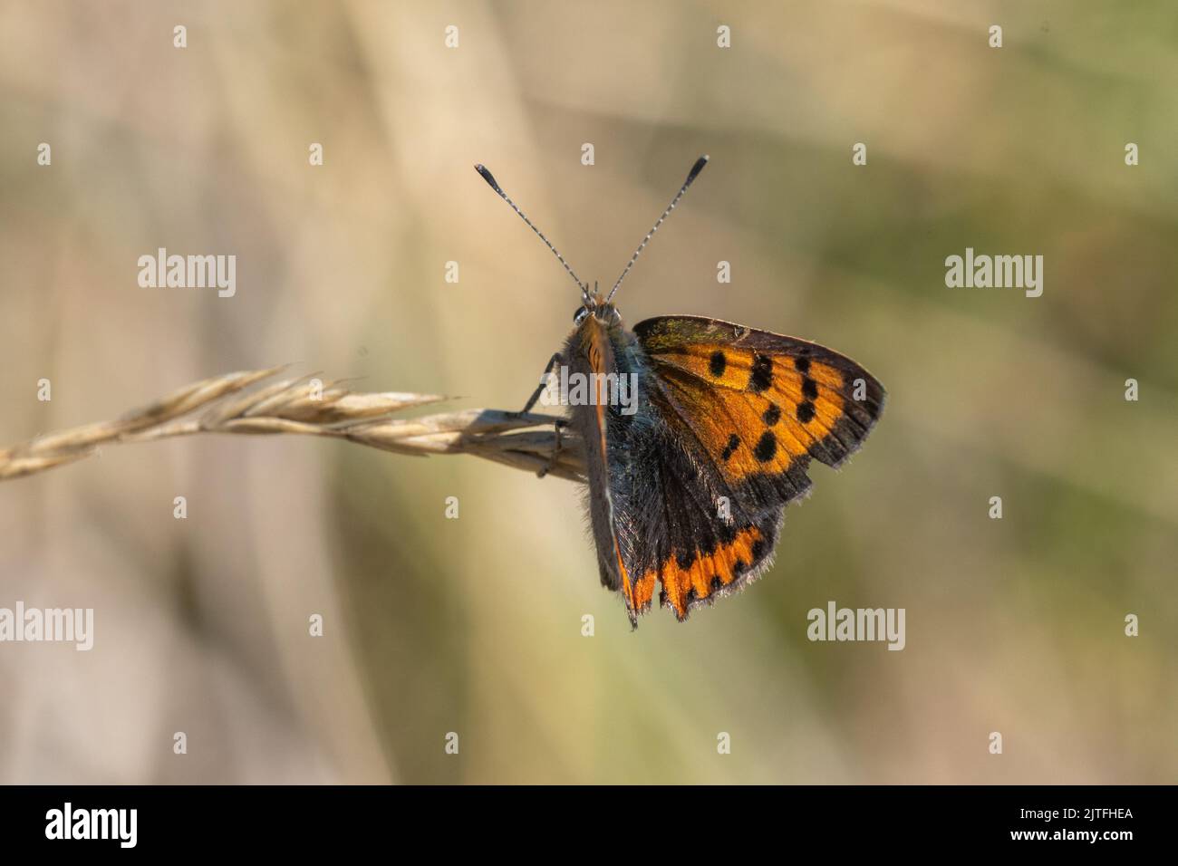 Small copper butterfly, (Lycaena phlaeas) Links, Fife, Scotland, UK Stock Photo