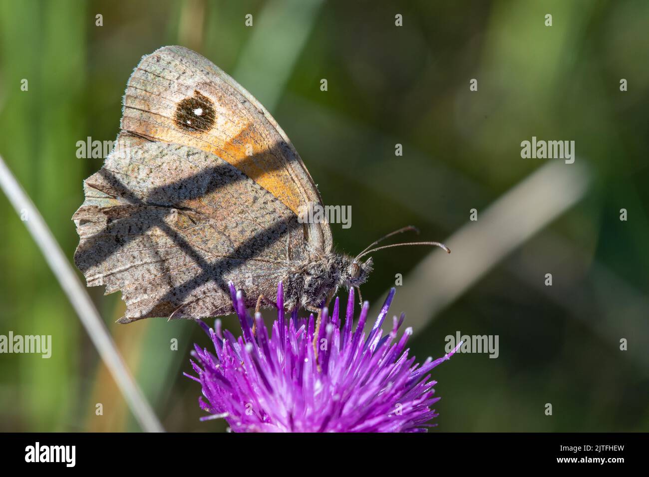 Drumbarnie Links Nature Reserve, Fife, Scotland, UK Stock Photo Alamy