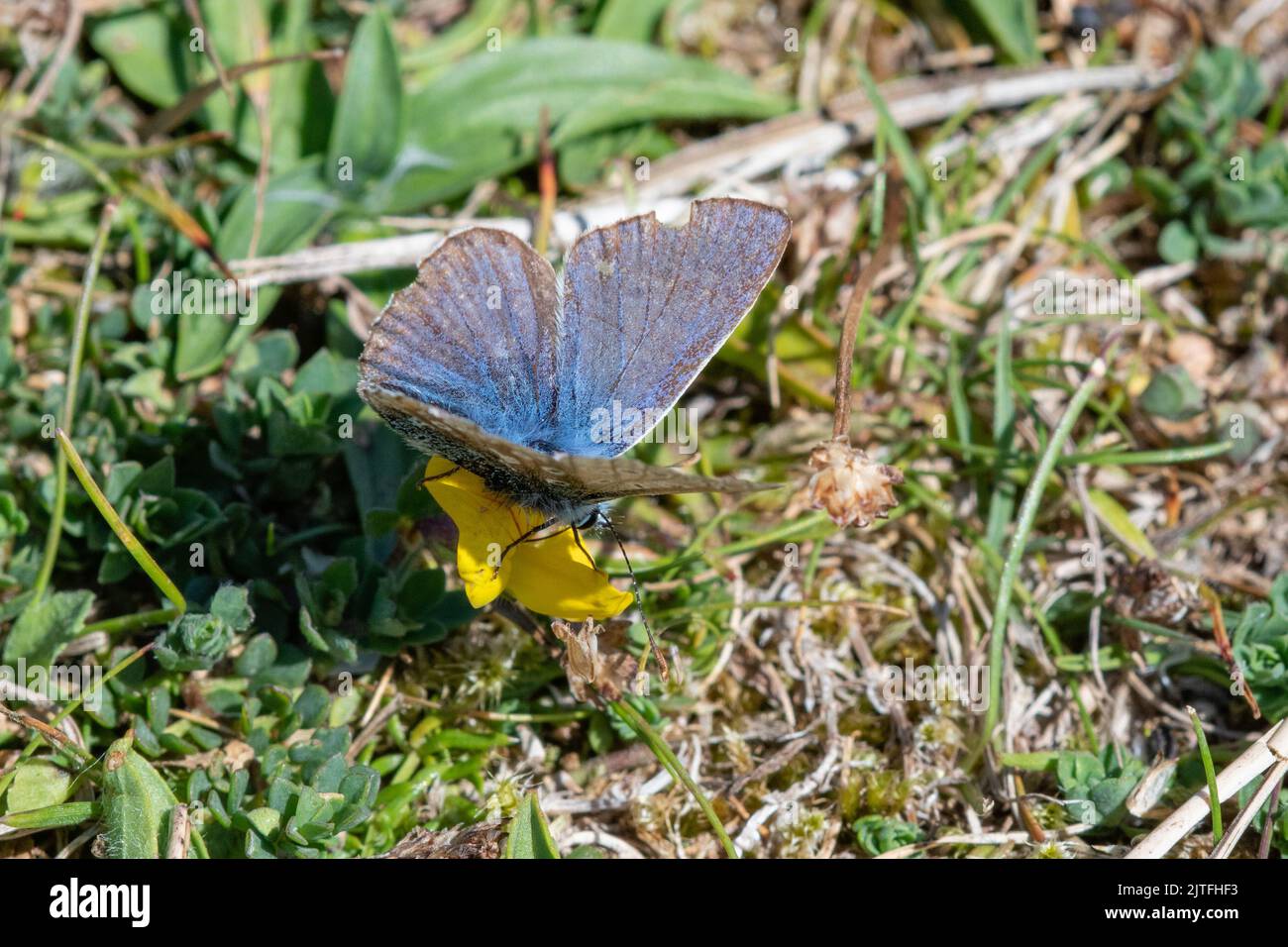 Common blue butterfly, (Polyommatus icarus) Dumbarnie Links, Fife, Scotland, UK Stock Photo