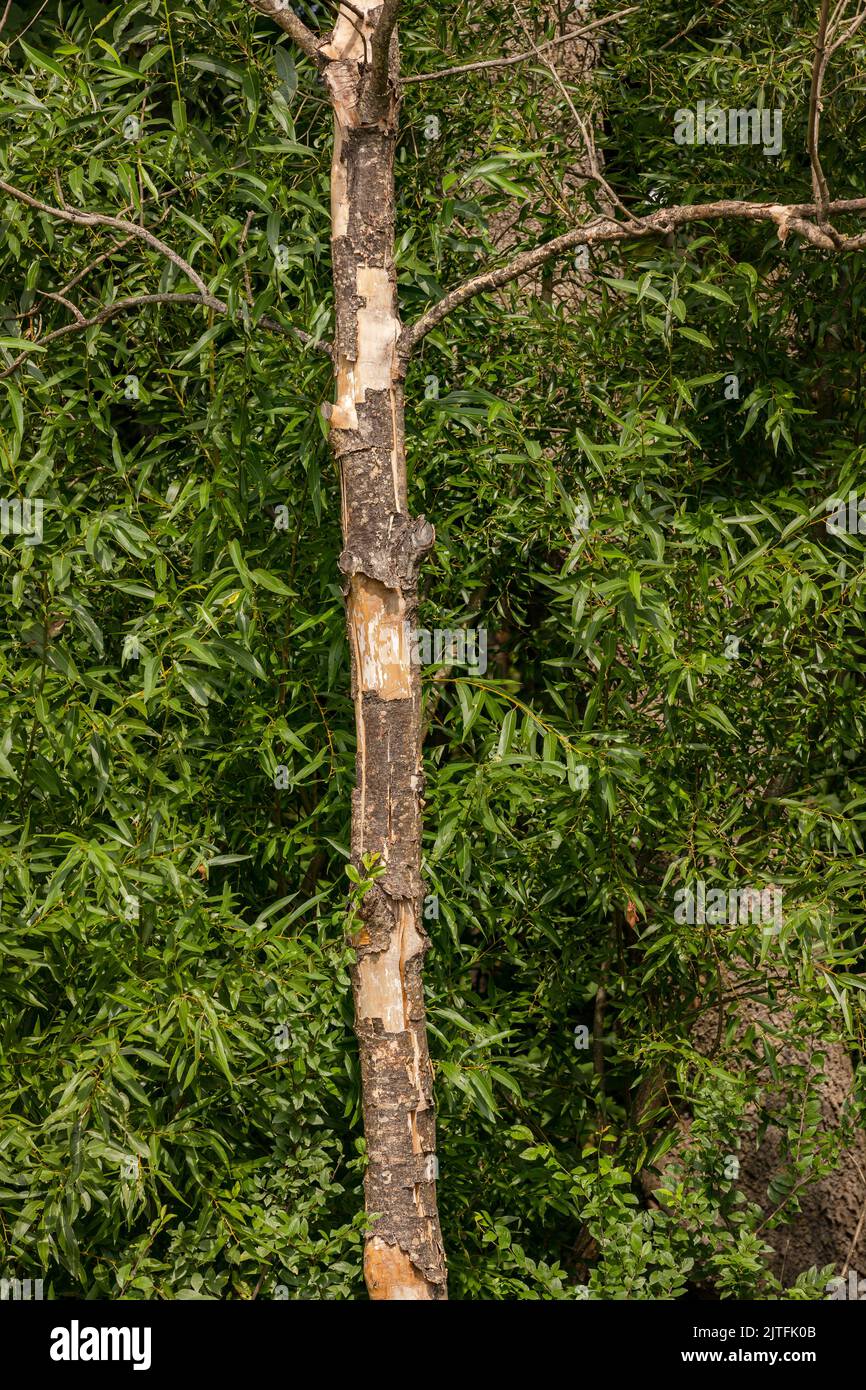 A dead tree loses its bark in front of a green forest, Germany Stock Photo