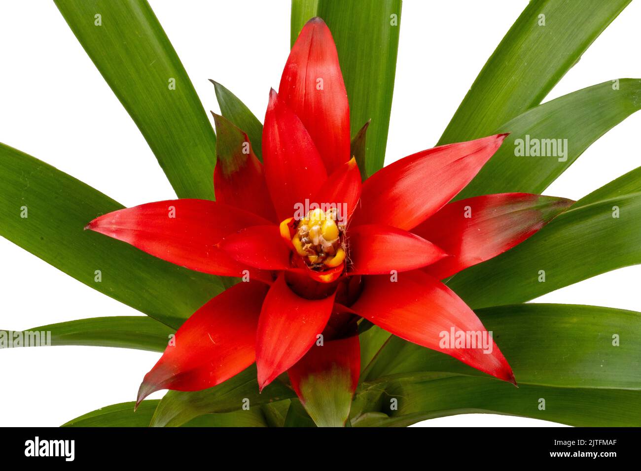 Close-up of a natural beautiful red bromeliads blossom isolated on a white background (Guzmania ligulata). Macro. Stock Photo