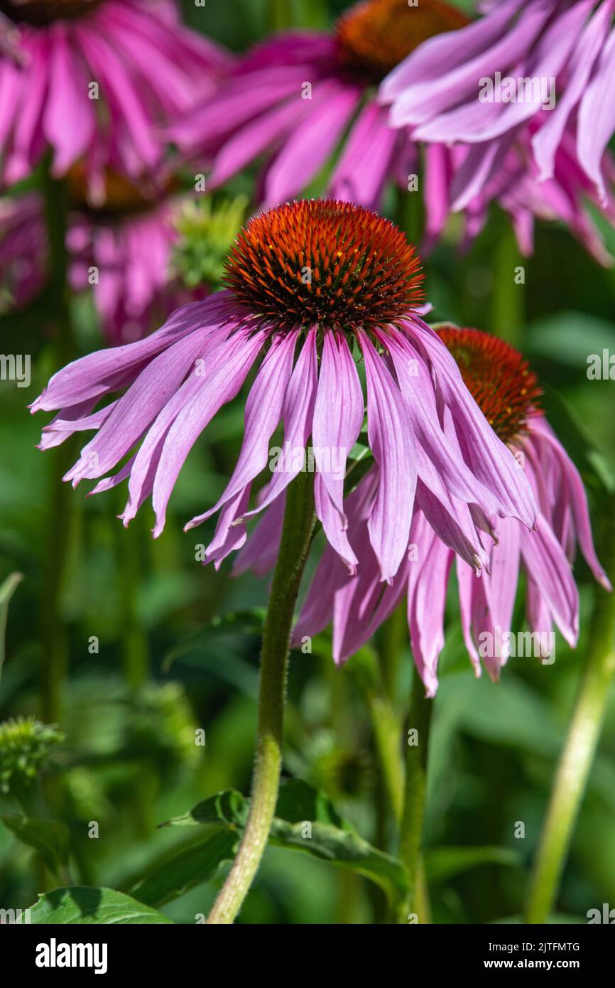 Pink Cone flower (Echinacea Stock Photo Alamy