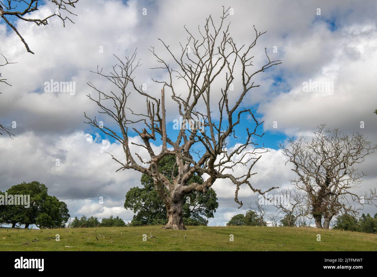 Dead elm trees in the landscape, Fyvie Castle, Aberdeenshire, Scotland