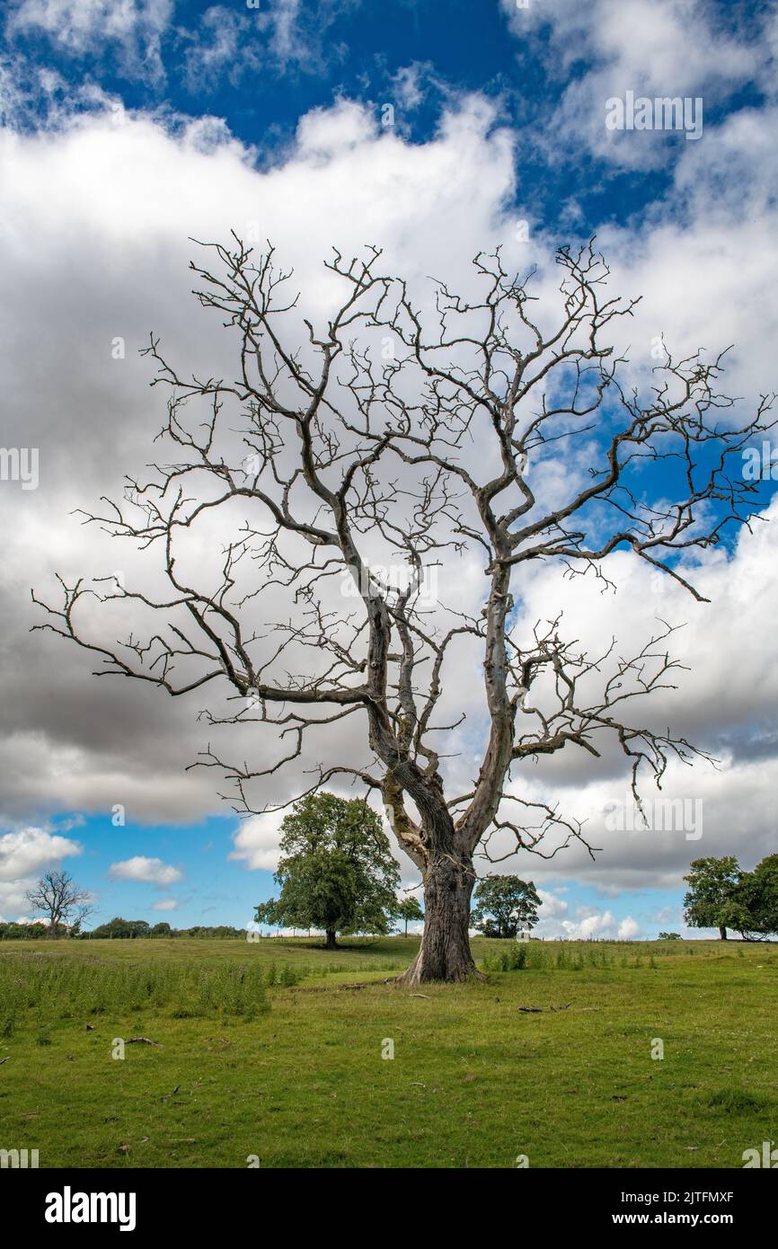 Dead elm trees in the landscape, Fyvie Castle, Aberdeenshire, Scotland