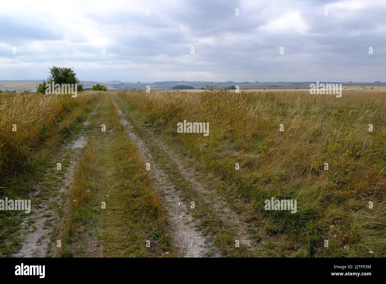 Calcareous grassland on Salisbury Plain, adjacent to the Imber Ranges army training area near Heytesbury Stock Photo