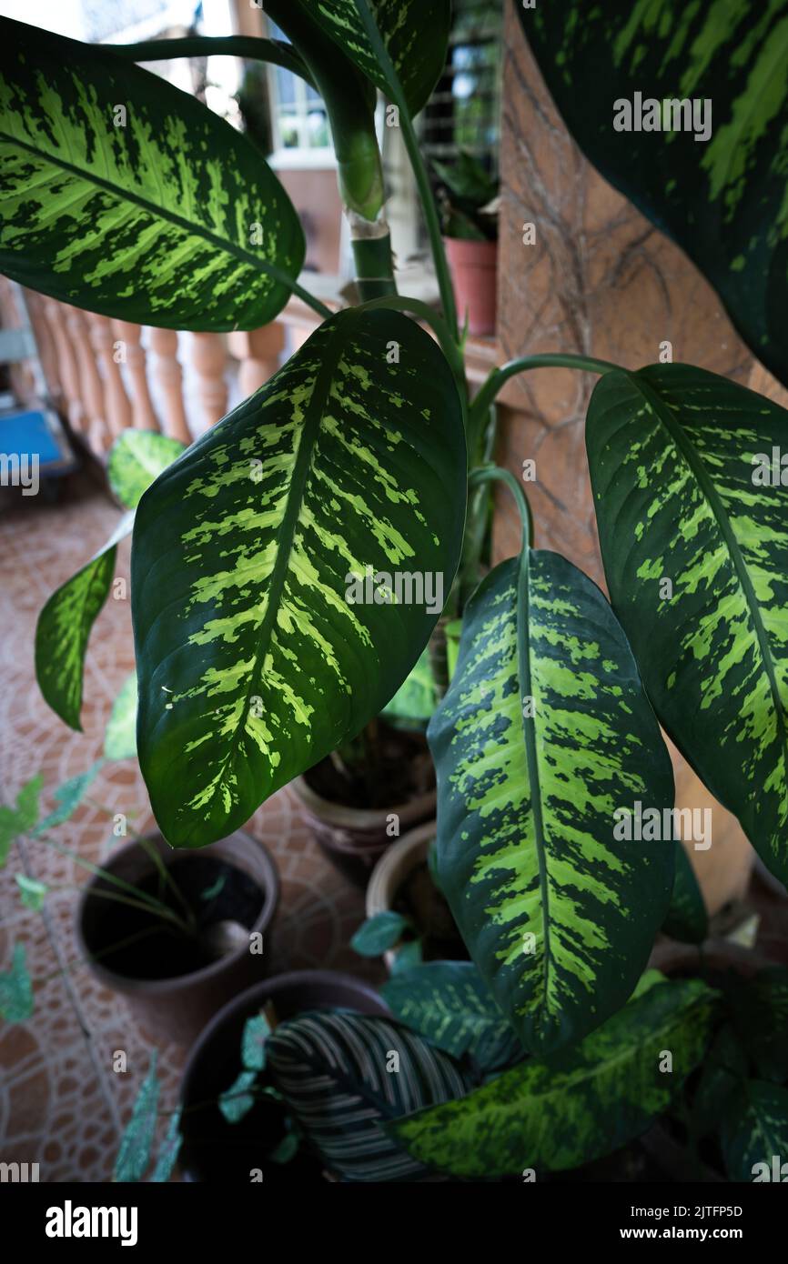 Broad dark green leaves with bold light green venation of potted Angel's wing, Caladium lindenii plant Stock Photo