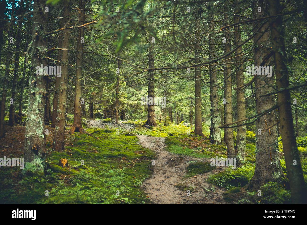 Mysterious path in wooden coniferous pine tree forest, surrounded by ...