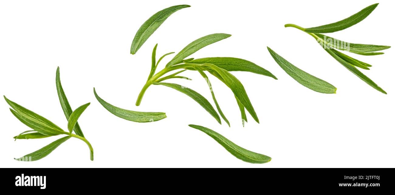 Falling tarragon leaves isolated on white background Stock Photo