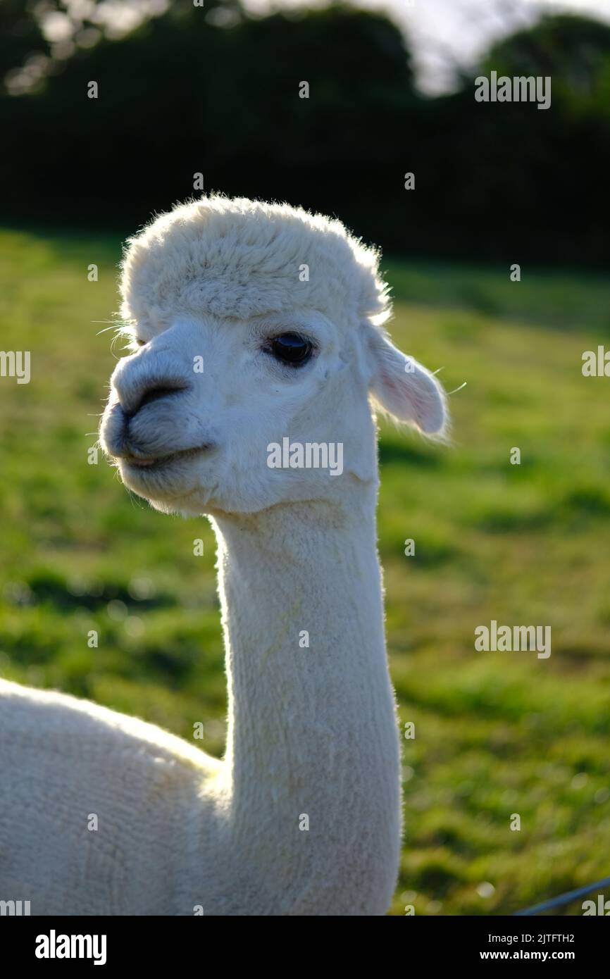 279 Alpaca Fleece Stock Photos, High-Res Pictures, and Images - Getty Images