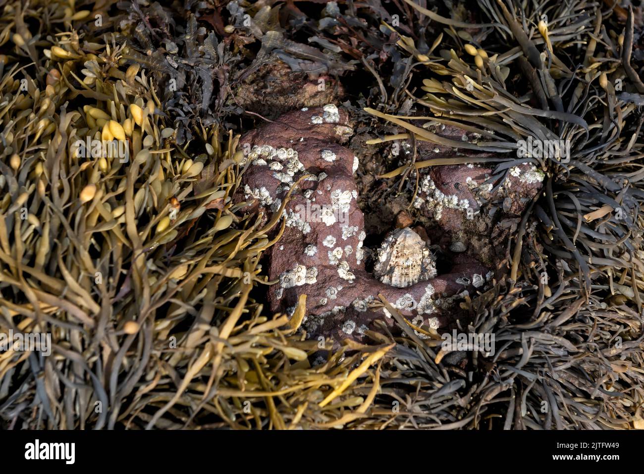 Common limpet sea snail surrounded by Egg wrack seaweed Stock Photo