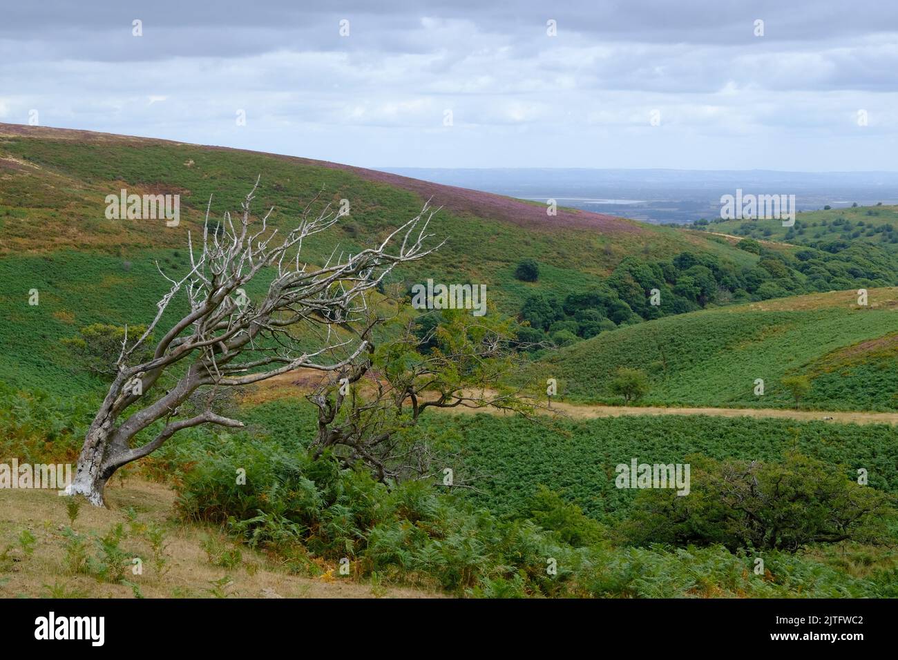 View down Hodder's Combe from Hill in the Quantock Hills