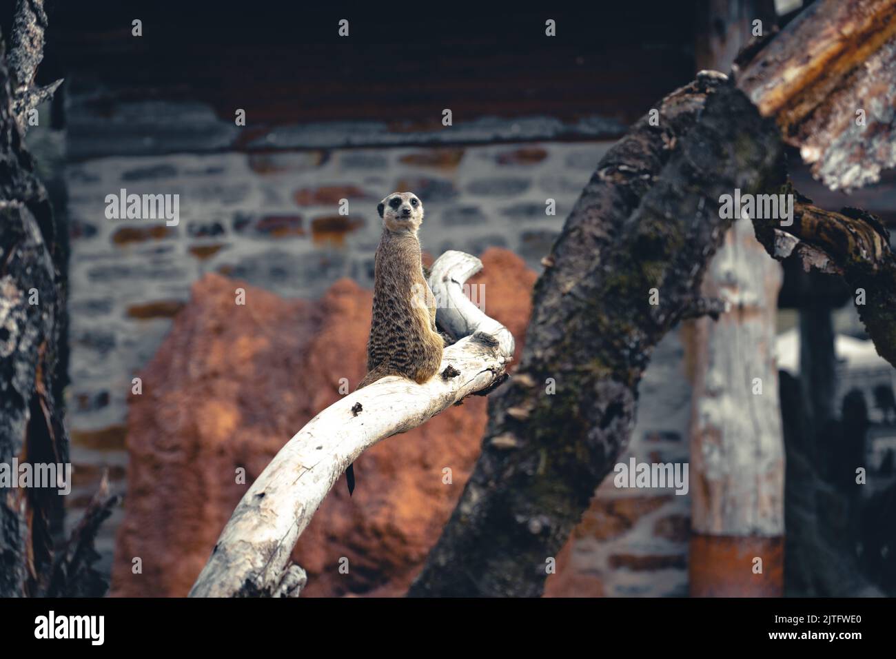 Shallow focus shot curious hi-res stock photography and images - Alamy