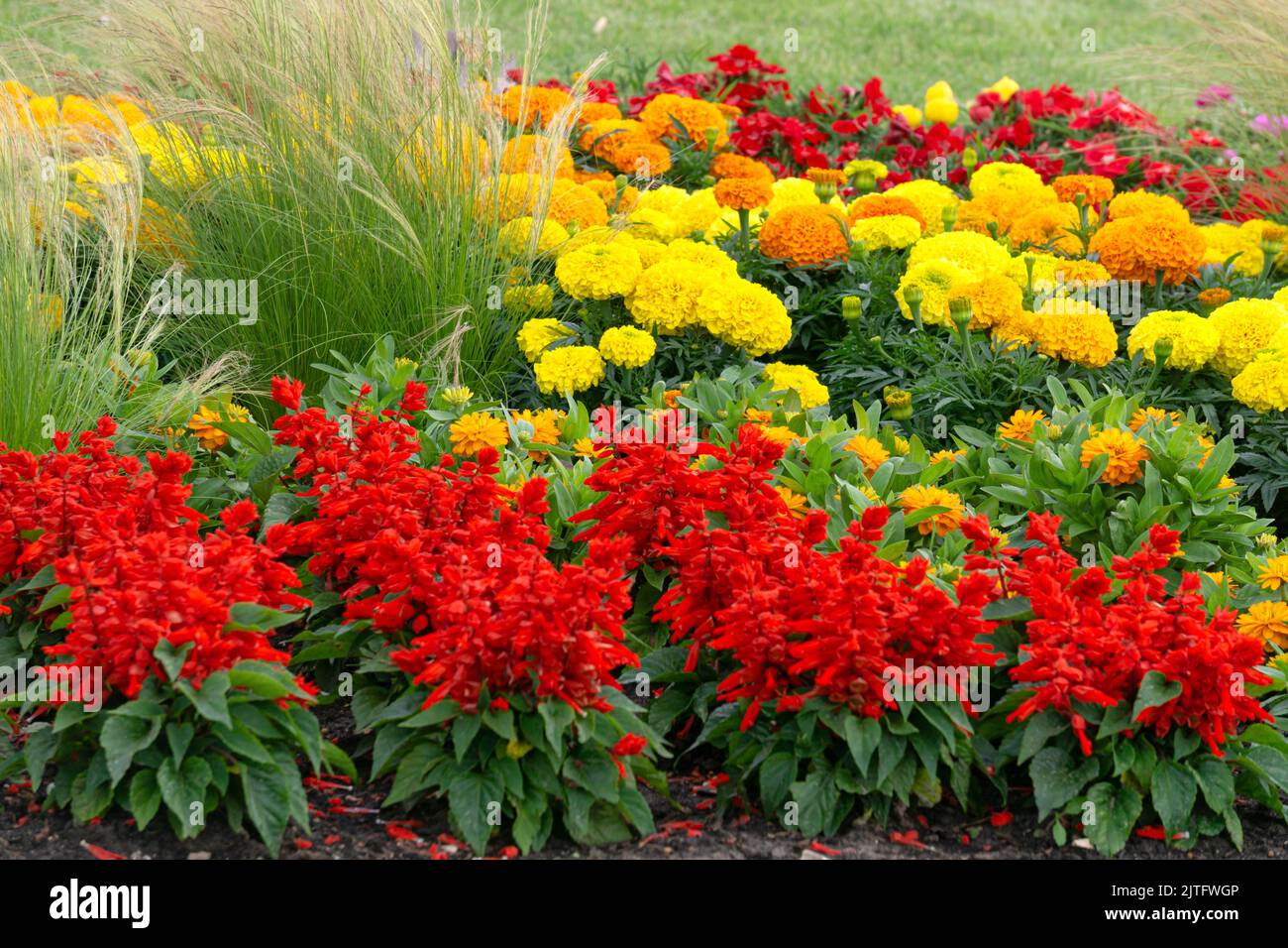 Lots of red salvia flowers and marigolds in the city park. Stock Photo