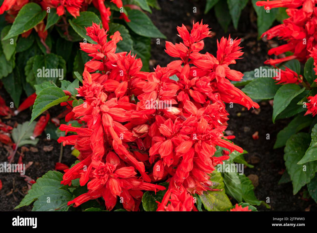 Lots of red salvia flowers in the city park. Stock Photo