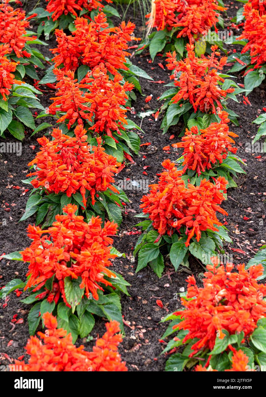 Lots of red salvia flowers in the city park. Stock Photo
