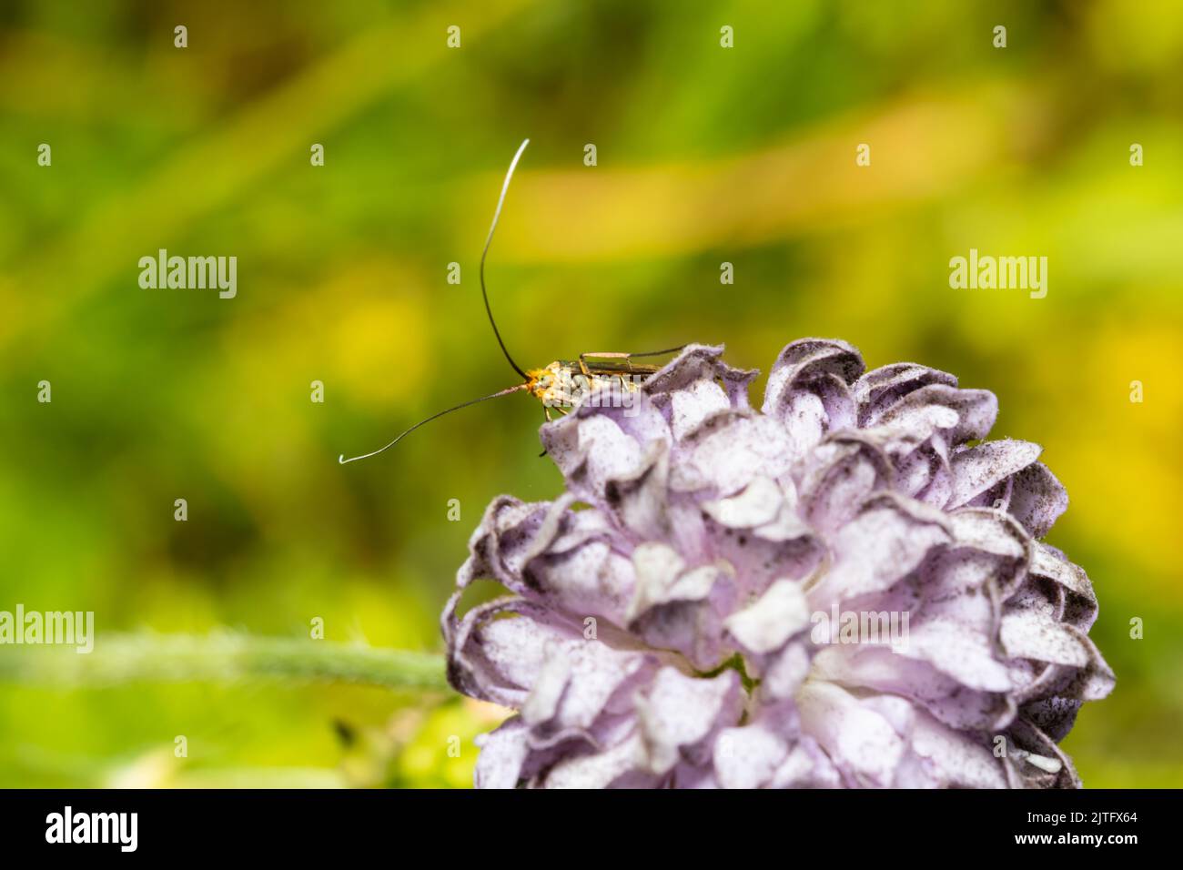 A Brassy Long-horn moth, Nemophora metallica, feeding on a field scabious flower, Knautia arvensis. Stock Photo