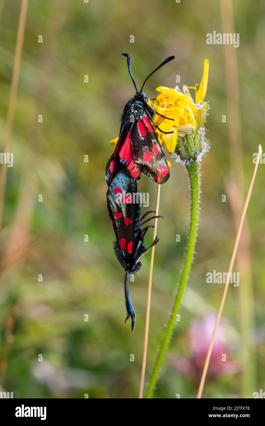 A pair of six-spot burnet moths, Zygaena filipendulae, mating on a flower stem. Stock Photo