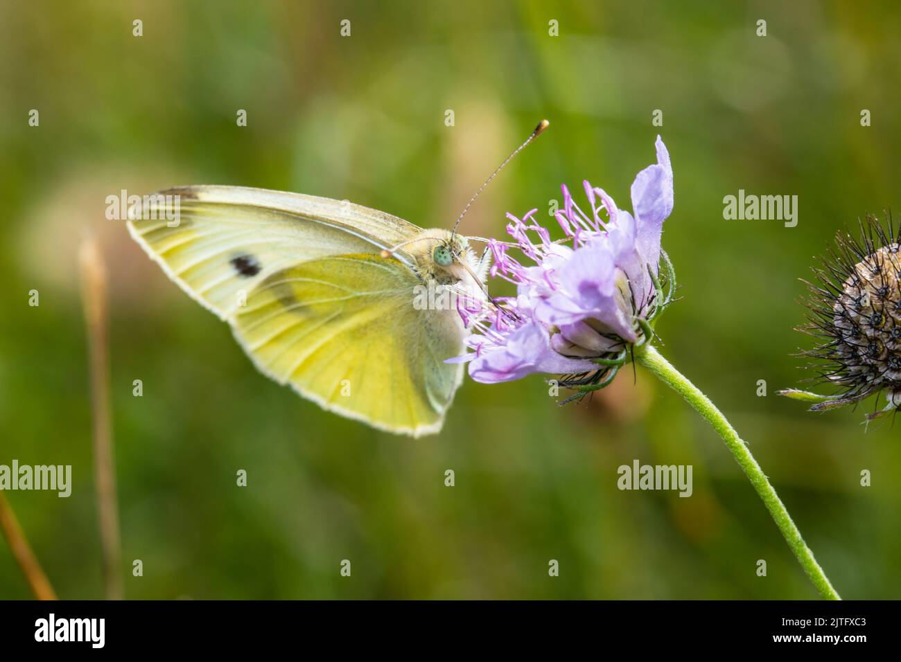 Pieris rapae, known by many common names including small white butterfly, cabbage white, cabbage butterfly, small cabbage white and white butterfly. Stock Photo