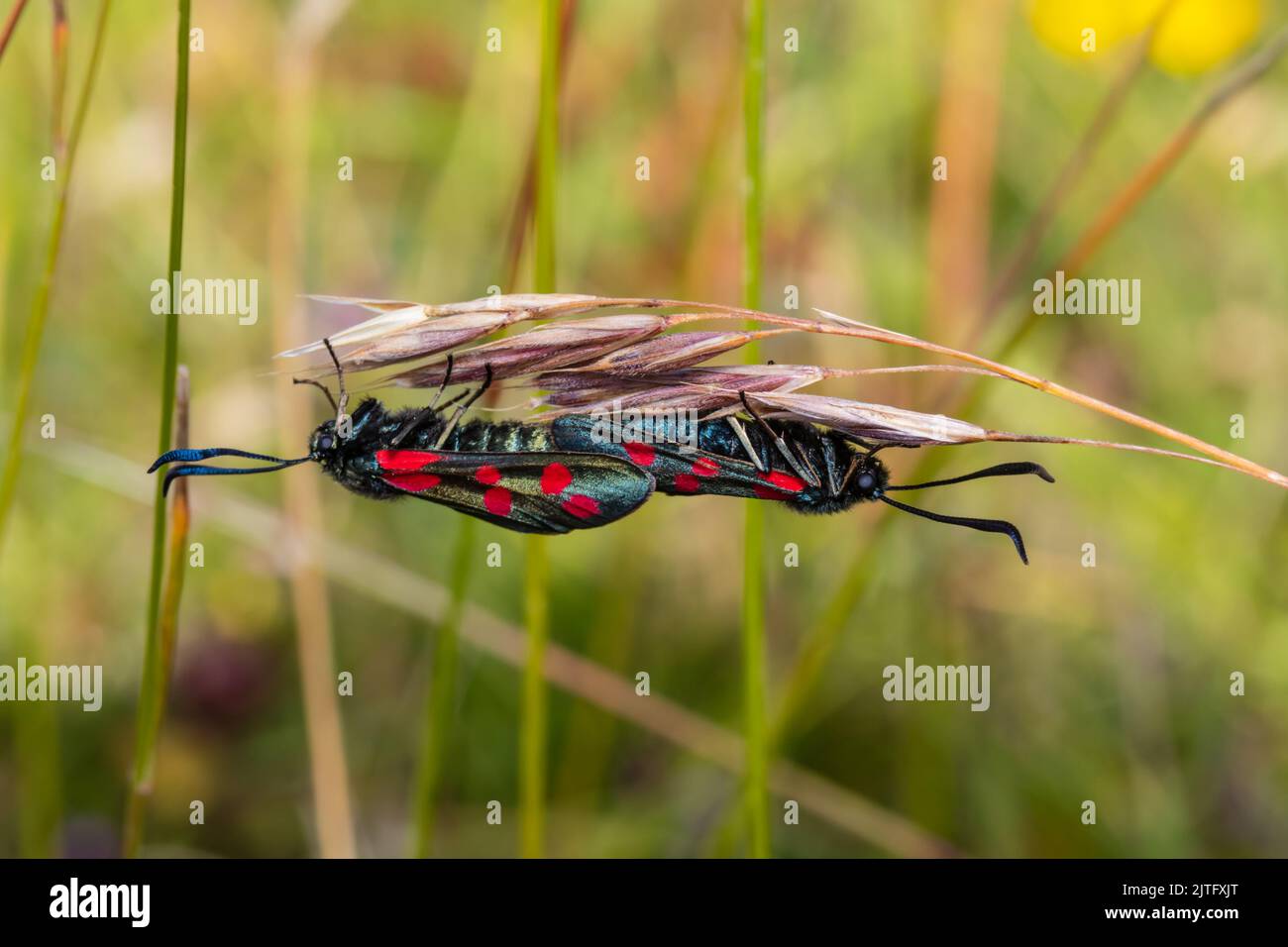 A pair of six-spot burnet moths, Zygaena filipendulae, mating on a grass stem. Stock Photo